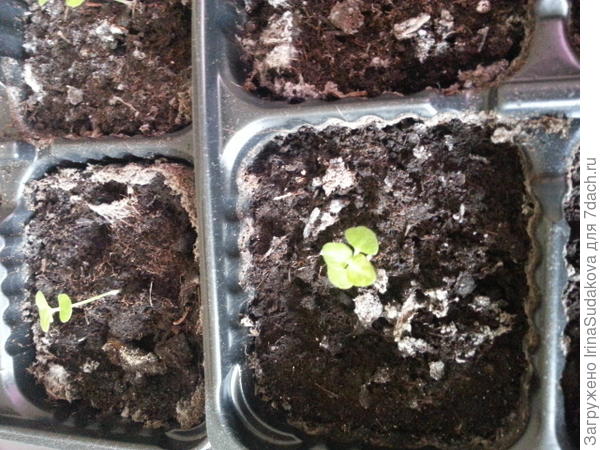 Да, скорее всего, это колеус