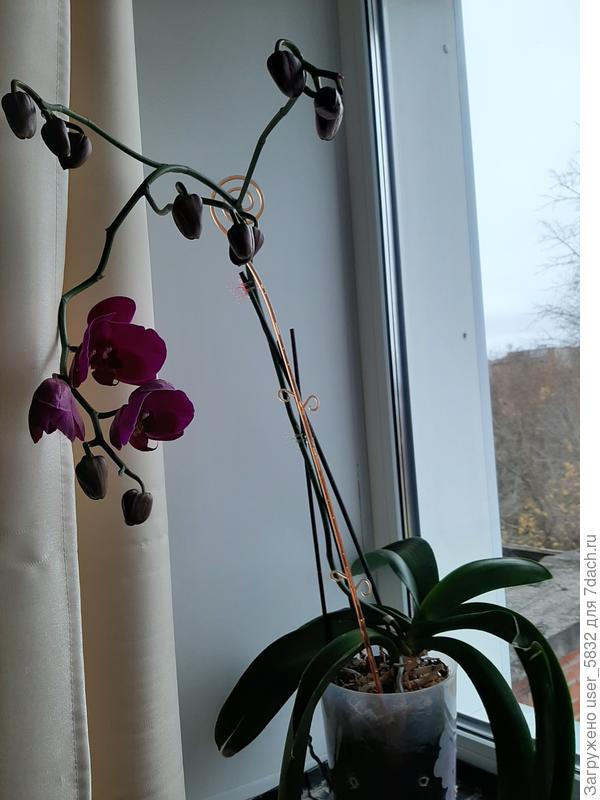 на бутонах был налет, сняла по максимуму