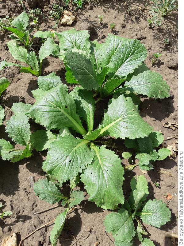 Июньские посадки ждут мульчи