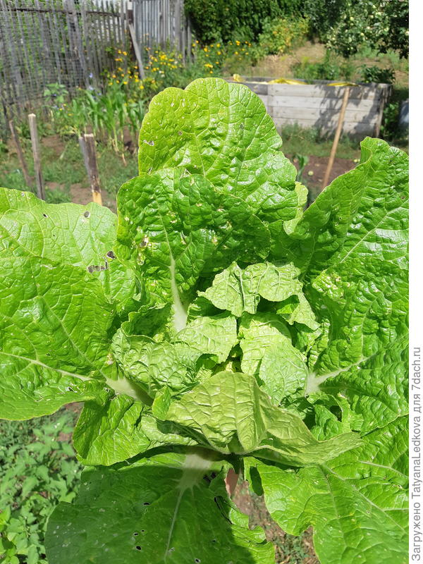 Первый урожай пекинской капусты