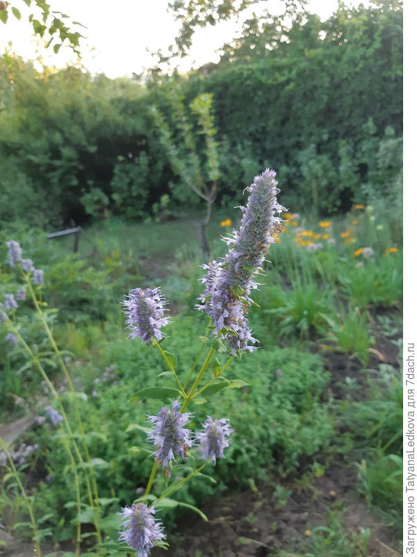 Лофант на грядке с прянными травами.