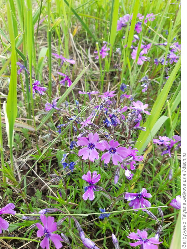 Шиловидный флокс в компании пырея