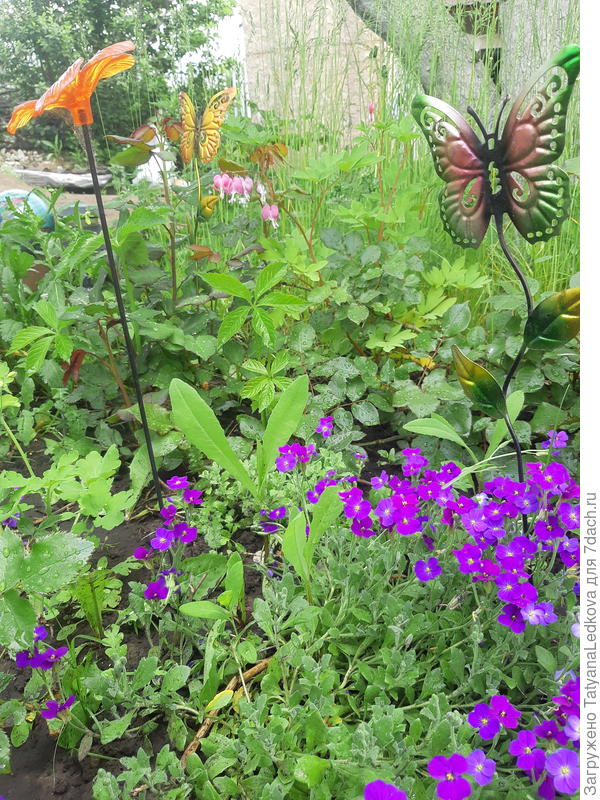 Обриета очень хорошо растёт в &quot;ногах&quot; у роз.