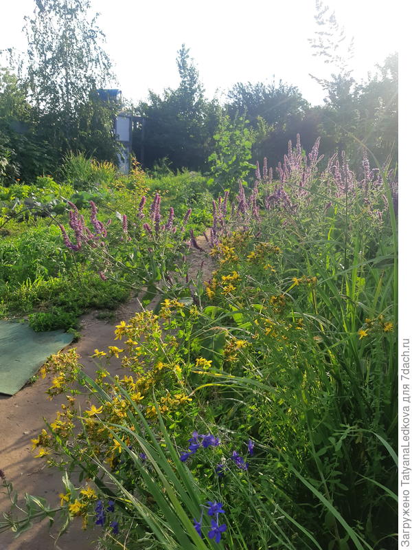 Огород со смешными помидорами