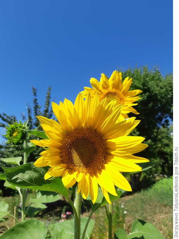 А это мои поздно посаженные, но радующие глаз солнышки