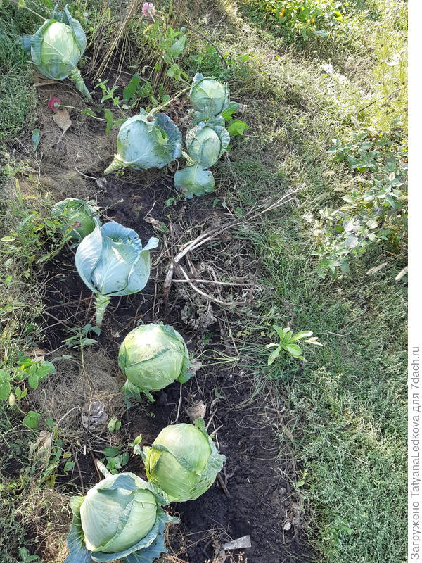Только капуста осталась на грядках