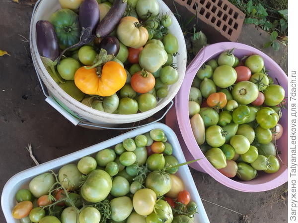 Недоурожай