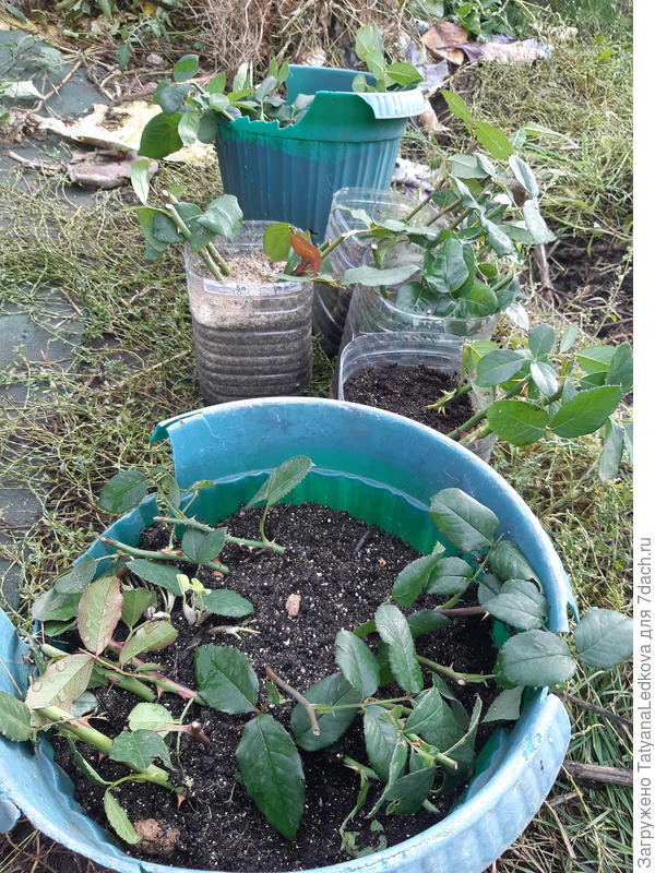 Розовые мечты)