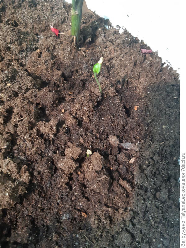 Скорпион тринидад