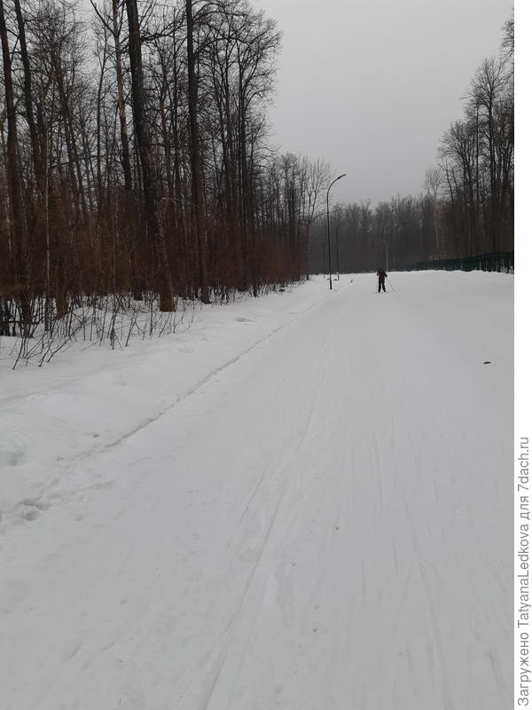 Лес в нескольких км от дачи, дня 4 назад.