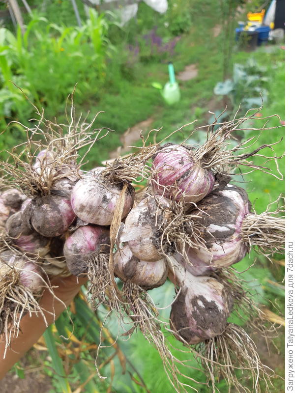 В этом году чеснок мелковат, не хватило ему тепла.