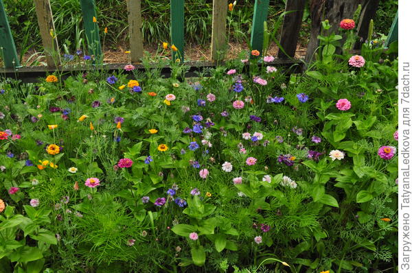 Цветник во дворике