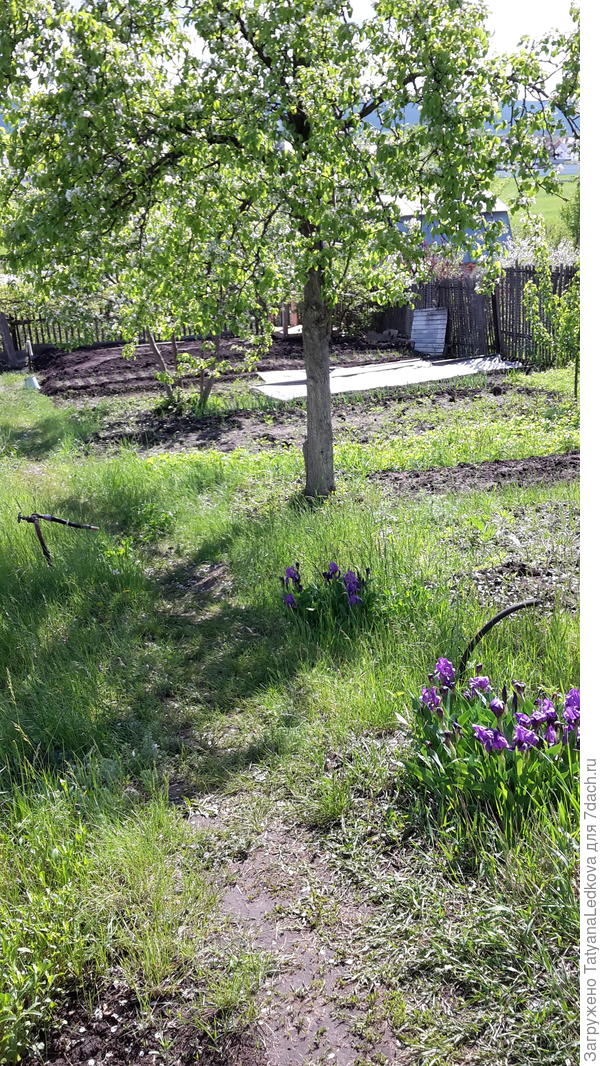 Фото через год нашего пребывания. Дорожка в огород