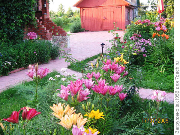 Моя дача с лилиями