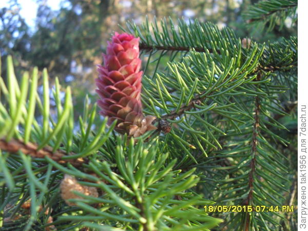 Так цветет обыкновенная ель в нашем саду.
