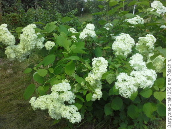 гортензия