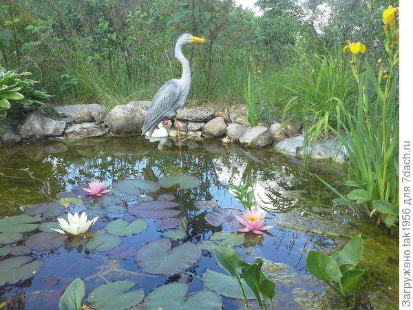 цапля