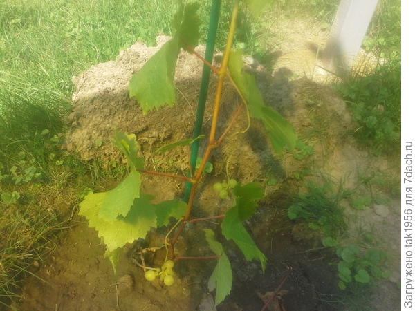 Алёшенькин