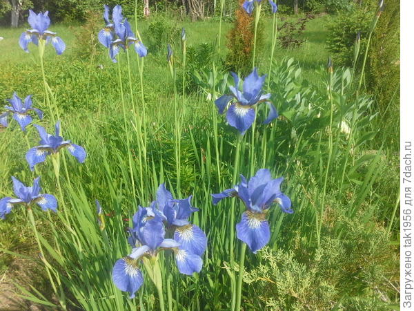 ирис