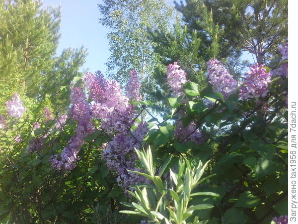 сирень