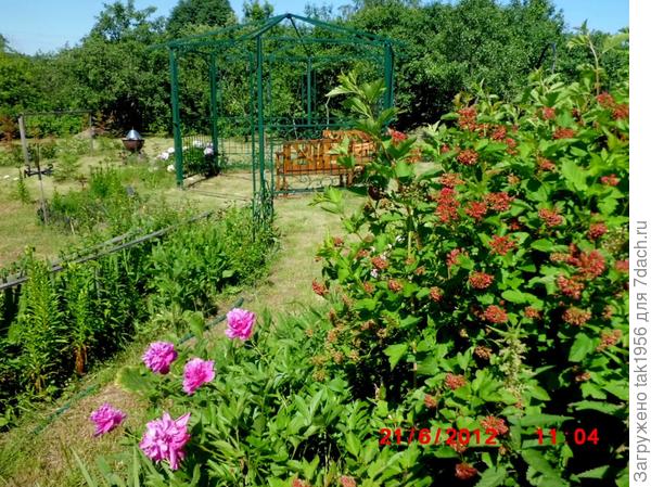 пузыреплодник