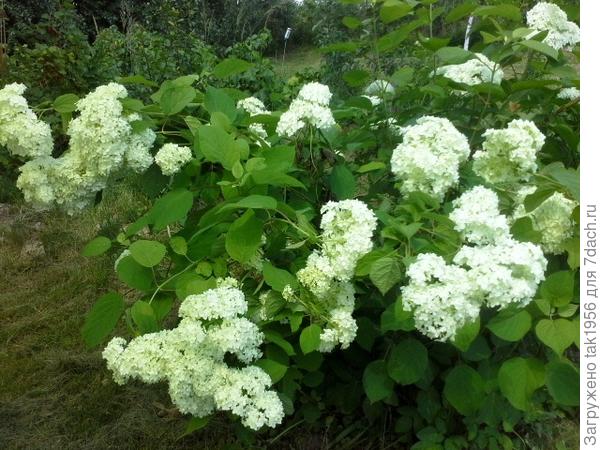 гортензия