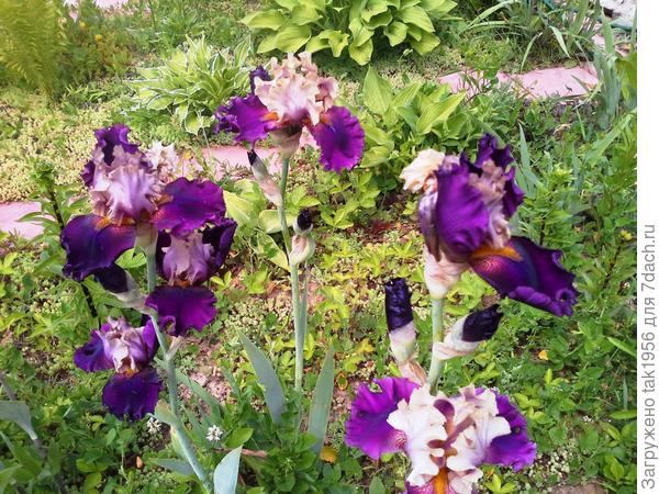 ирис бородатый