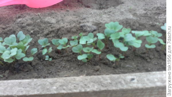 редис 11 апреля