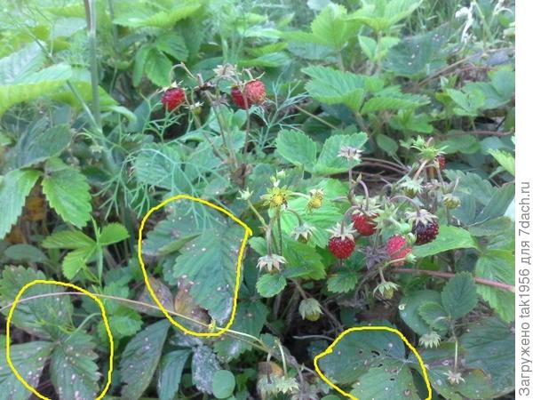 белая пятнистость