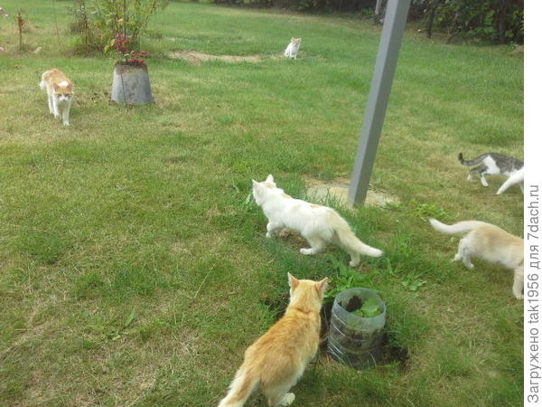 коты