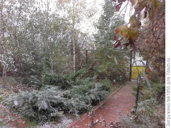 можжевельрик и туя