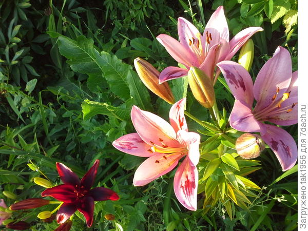 вирусность