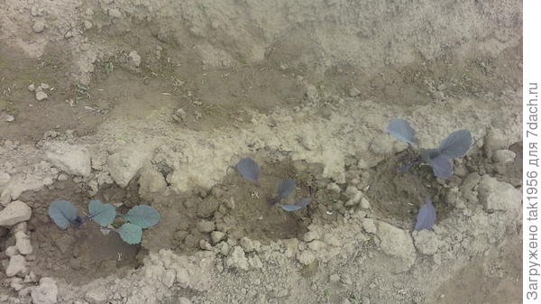 Краснокочанная Победа