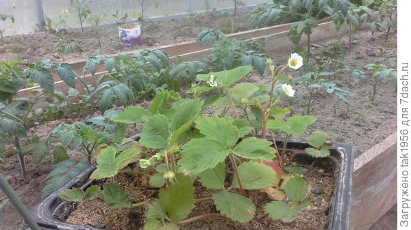 Осенняя рассада...