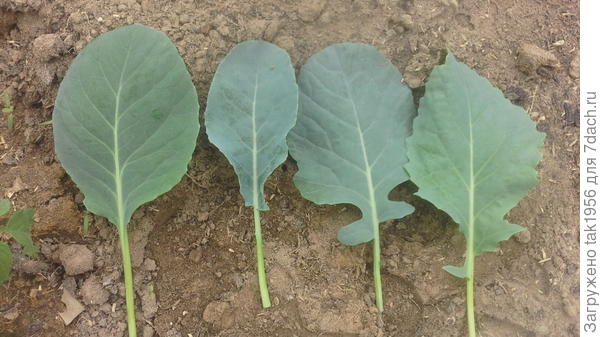 Листья капустной рассады