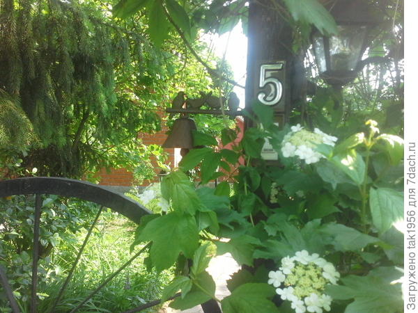 Калина цветёт.