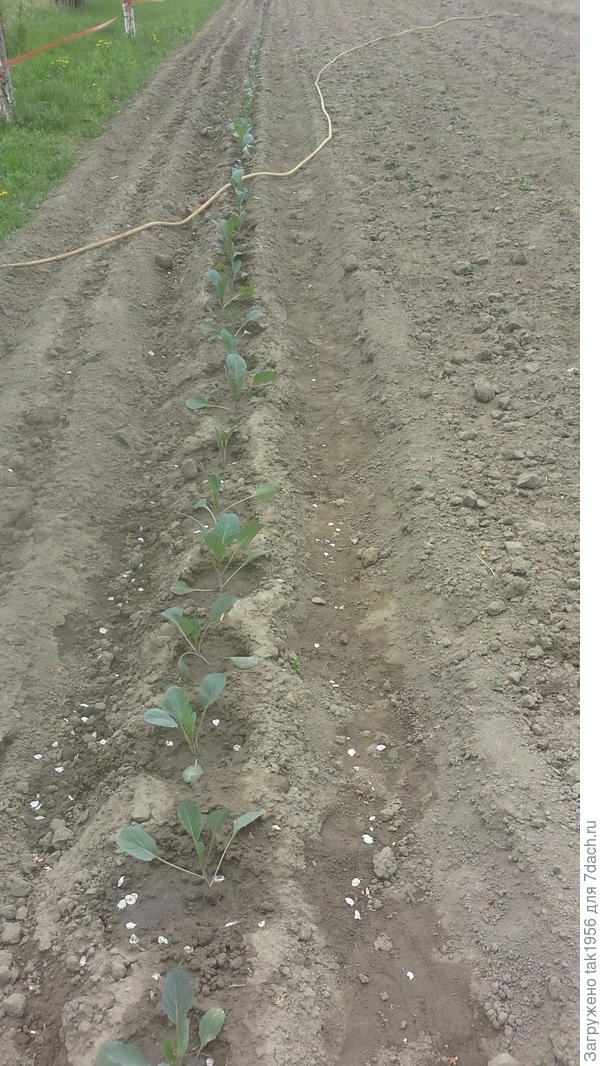 первая грядка 30 м с простой капусой