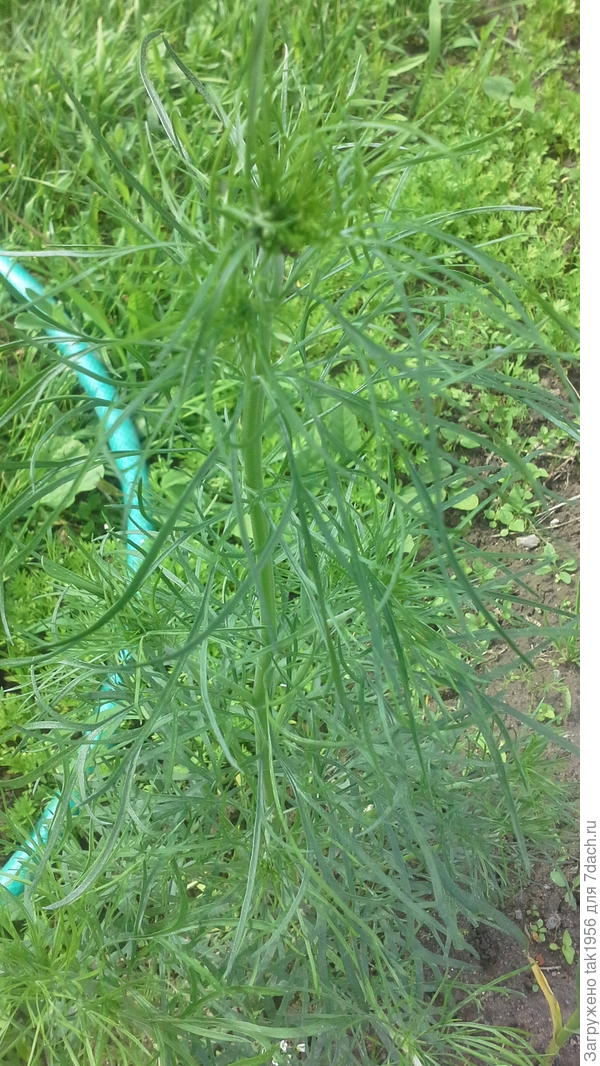 Живокость в конце мая.