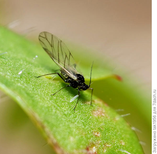 Фото из Рамблера.