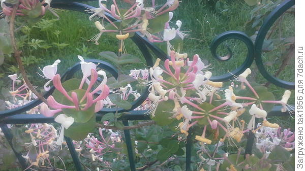 Каприфоль утром.