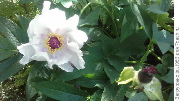 2, древовидн.ый