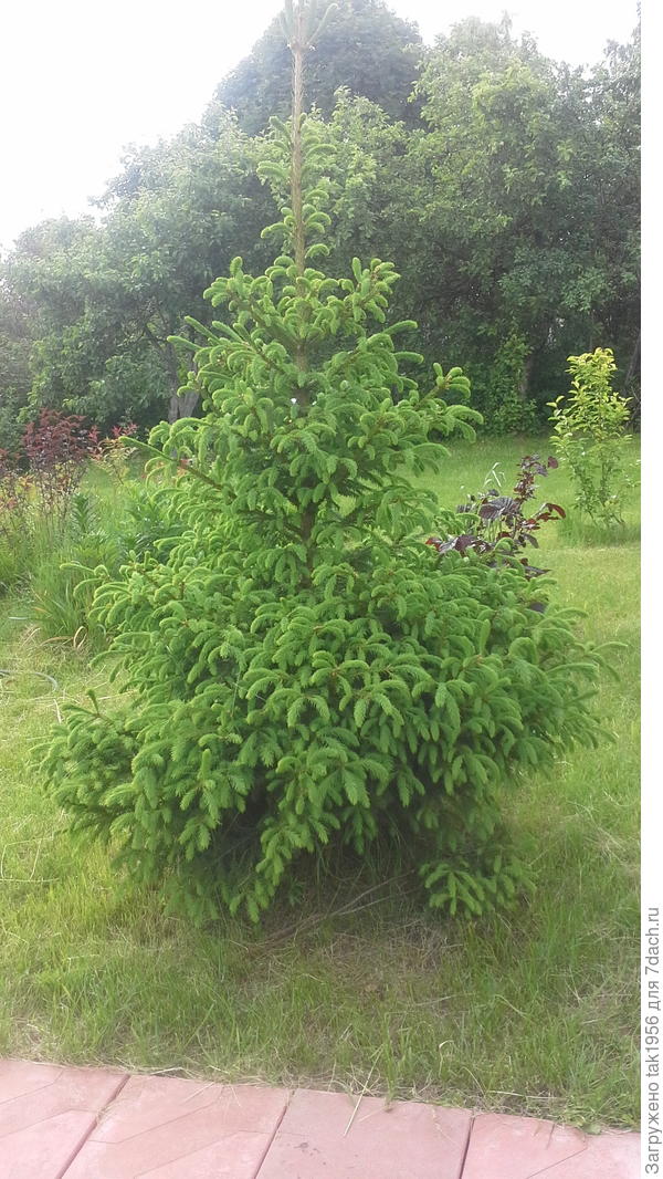 Простая лесная ель, но систематически формируемая для пышности.