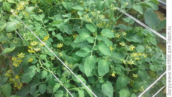 22 сорта помидор в этом году посадила. Это цветёт Балконное чудо.