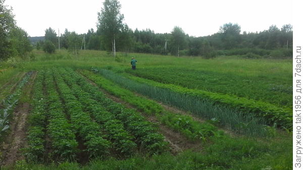 Муж борется с колорадскими жуками. Взрослых собирали, а молодняк вывелся в огромных количествах, придётся опрыскать разок, пока только Искрой.