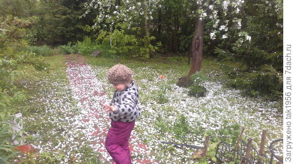 Опадает цвет со старой яблони... Будто снова зима пришла!