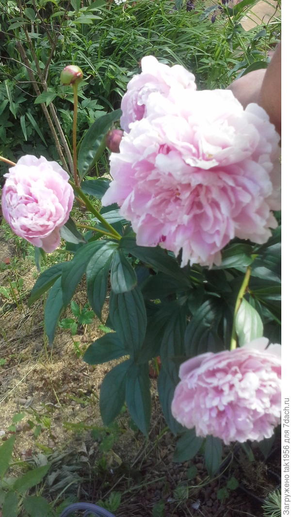 Новый сорт пиона зацвёл впервые....