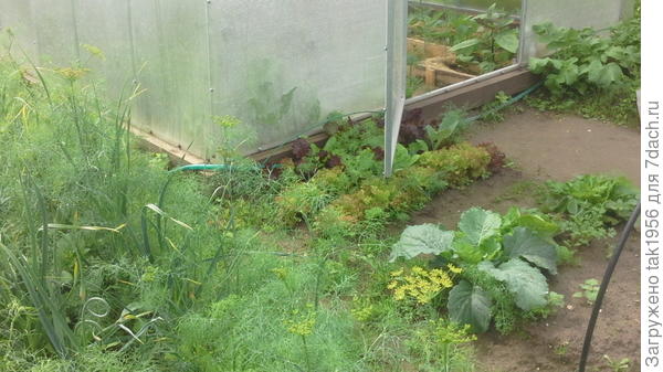 Возле новой теплицы