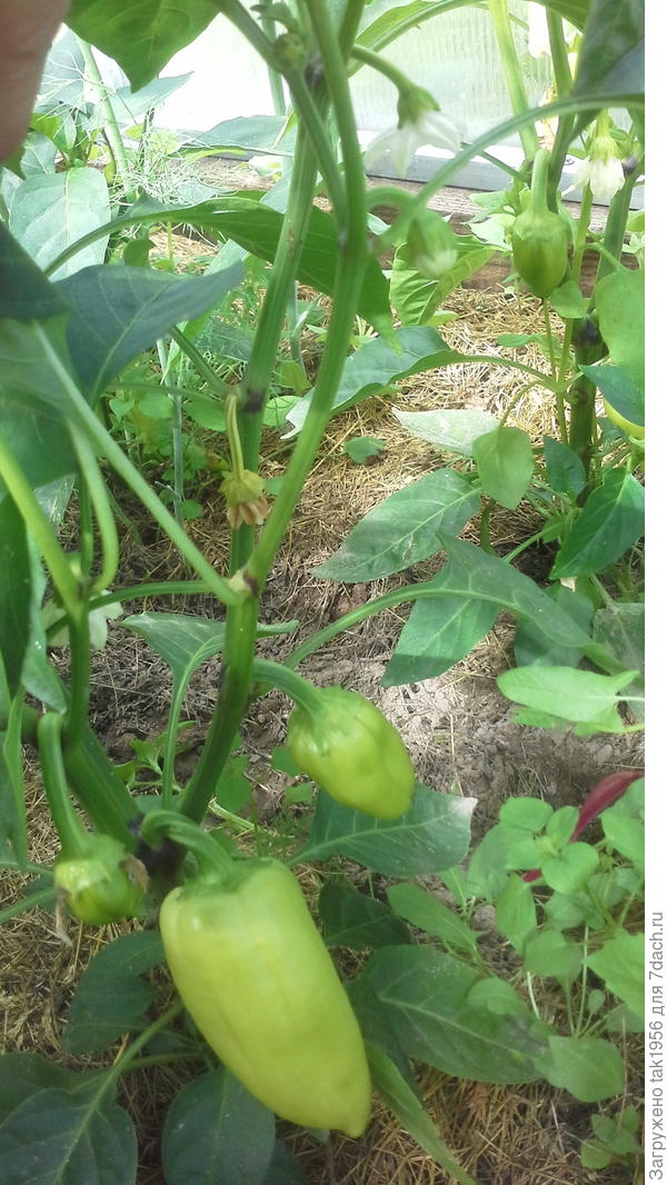 Первые перчики в конце июня