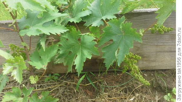 Виноград зацветает