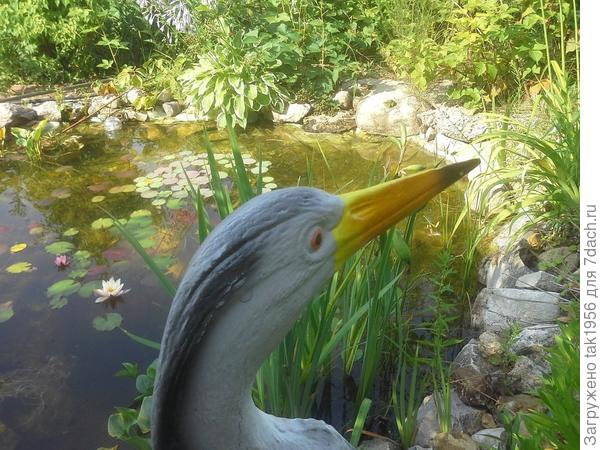 На противоположном берегу пруда на большом камне - настоящая лягушка.